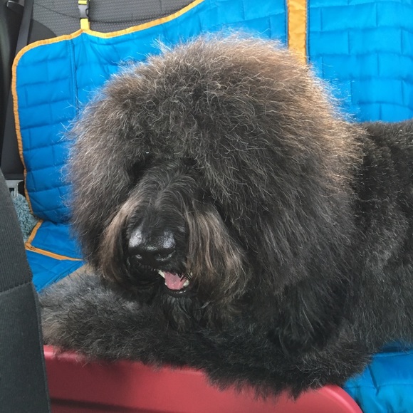 Meet your Posher, Yvonne - Picture 1 of 1